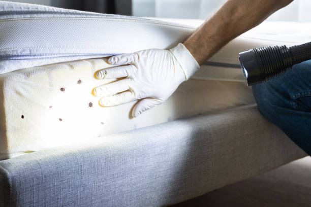 Trusted Flemington, GA Pest Control Experts