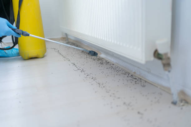 Best Spider Control Near Me  in Flemington, GA
